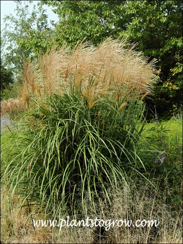 A large mature clump